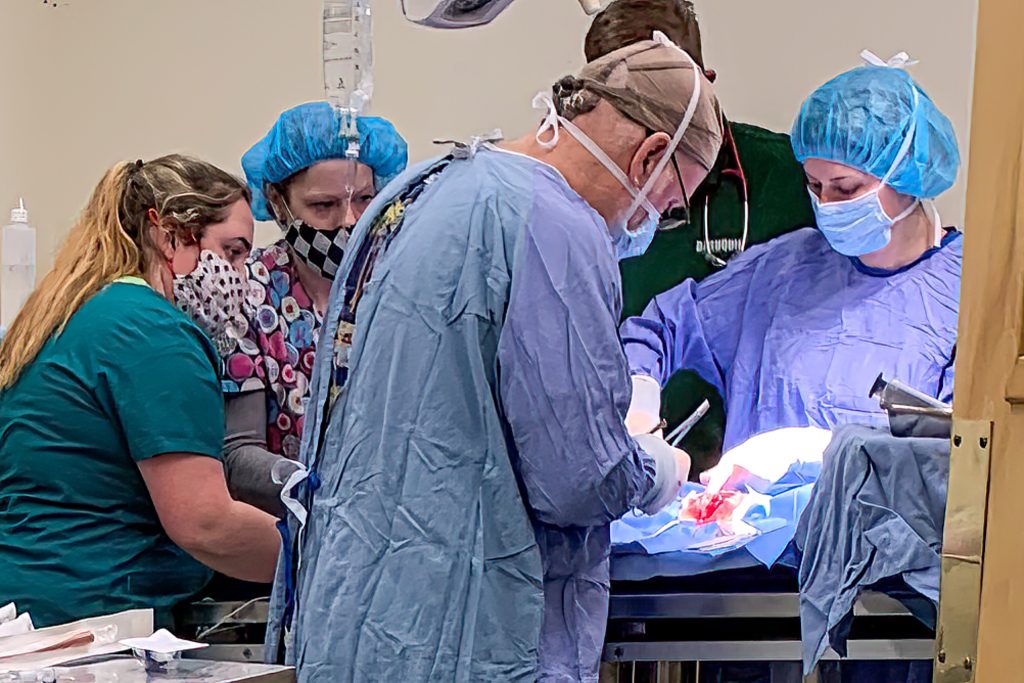 Valley Veterinary Associates Unadilla, NY