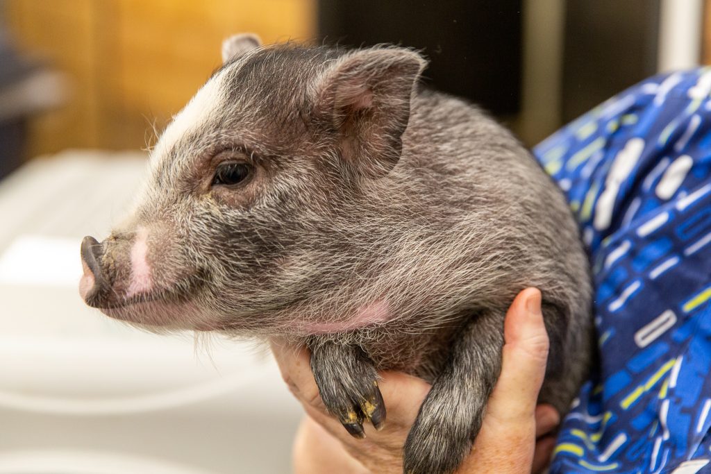 Valley Veterinary Associates Unadilla, NY